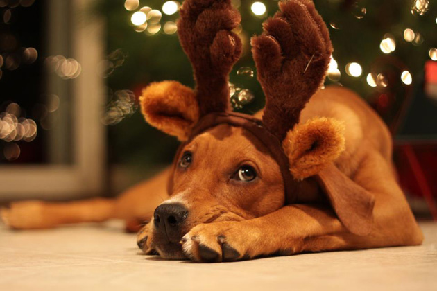 Top 10 Holiday Pet Pics
